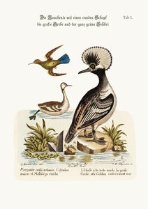O pato de crista redonda, o Dobchick Maior e o Beija-Flor Verde, 1749-73